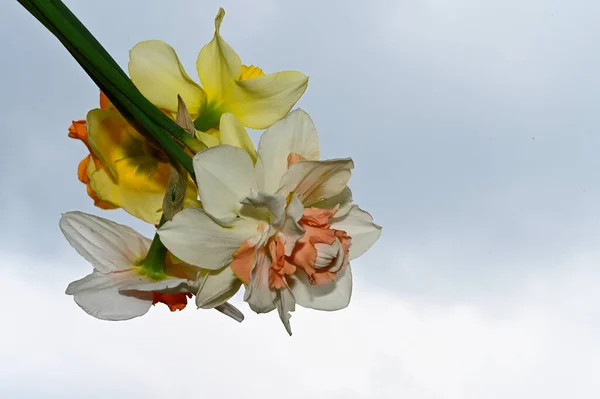 Krásné Narcisy Pozadí Oblohy Letní Koncept Zblízka — Stock fotografie