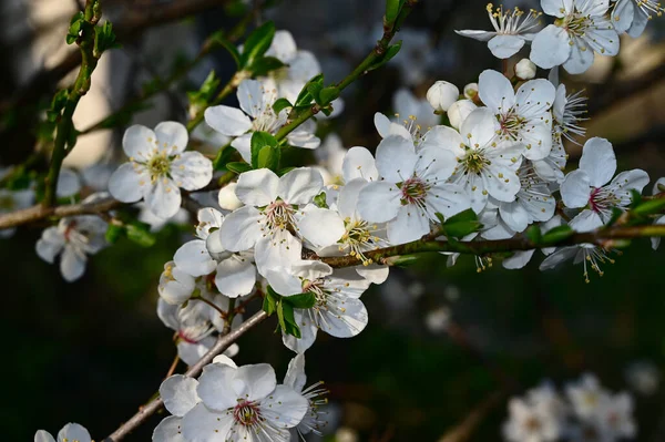 美しい花 クローズアップ 春のコンセプトを持つリンゴの木の枝 — ストック写真