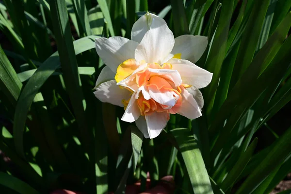 Belo Narciso Crescendo Jardim Verão Dia Ensolarado — Fotografia de Stock