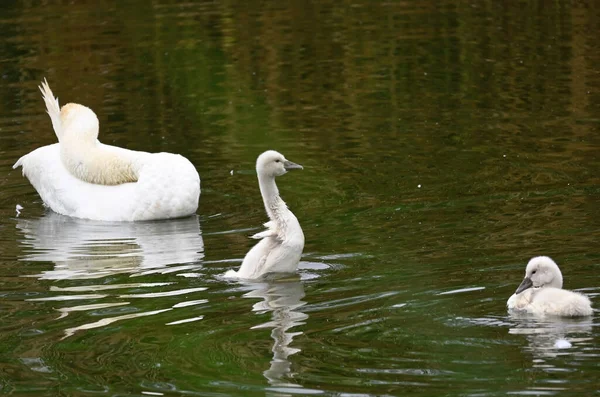 Hermoso Cisne Blanco Con Cachorros Nadando Superficie Del Agua Del — Foto de Stock