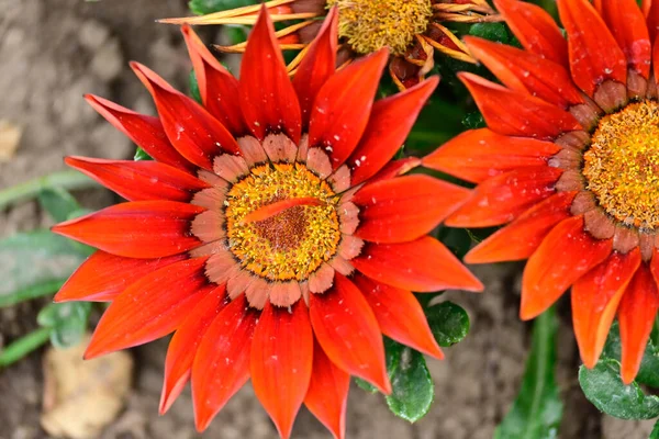 Bellissimi Fiori Giardino — Foto Stock