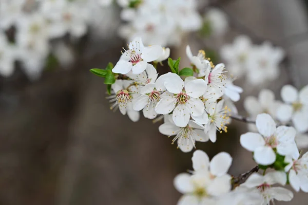 白の美しい花 クローズアップ 春のコンセプトを持つリンゴの木の枝 — ストック写真