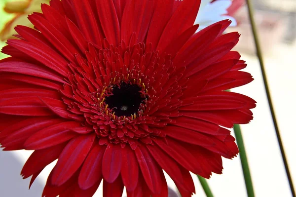 Güzel Gerbera Çiçeği Açık Havada Yetişiyor Yaz Konsepti Yakın Manzara — Stok fotoğraf