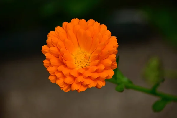 Hermosas Flores Que Crecen Jardín Verano Día Soleado — Foto de Stock