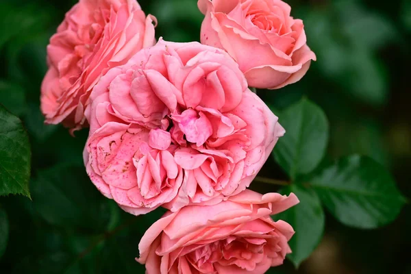 Prachtige Rozen Groeien Tuin Zomer Zonnige Dag — Stockfoto