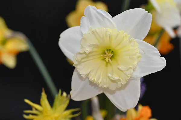 Красивые Цветы Нарцисса Темном Фоне Летняя Концепция Близкий Вид — стоковое фото