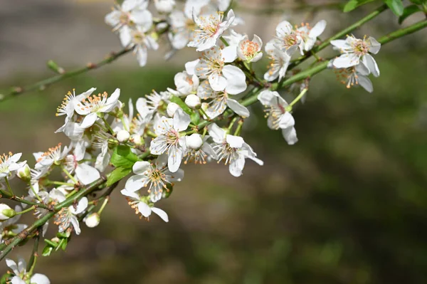 Almafa Ágak Gyönyörű Virágokkal Közelkép Tavaszi Koncepció — Stock Fotó