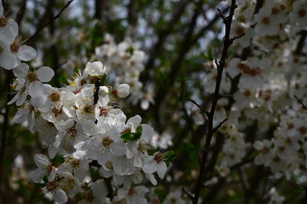 Гілки Яблуні Білими Красивими Квітами Крупним Планом Весняна Концепція — стокове фото