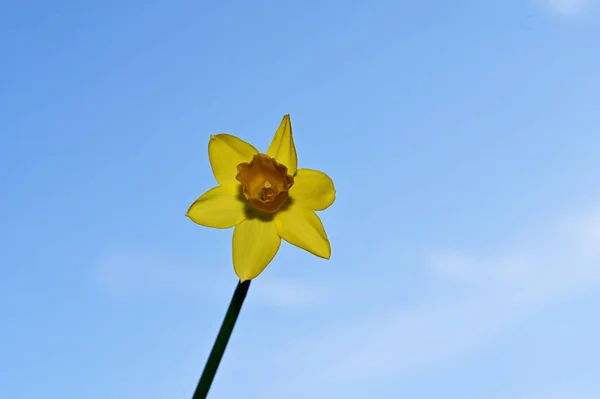 Gyönyörű Nárcisz Virág Égen Háttér Nyári Koncepció Közelről — Stock Fotó