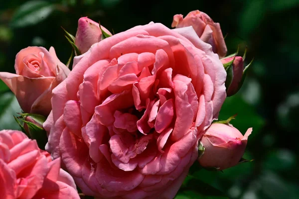 Belles Roses Poussant Dans Jardin Journée Ensoleillée Été — Photo