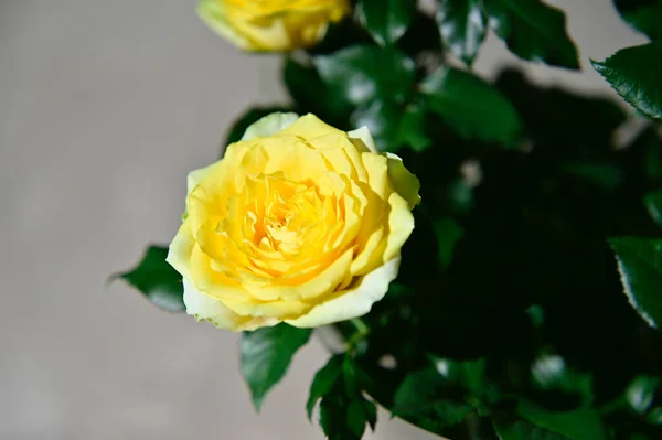 Blick Auf Bouquet Von Schönen Rosenblüten Freien Sommerkonzept Nahsicht — Stockfoto