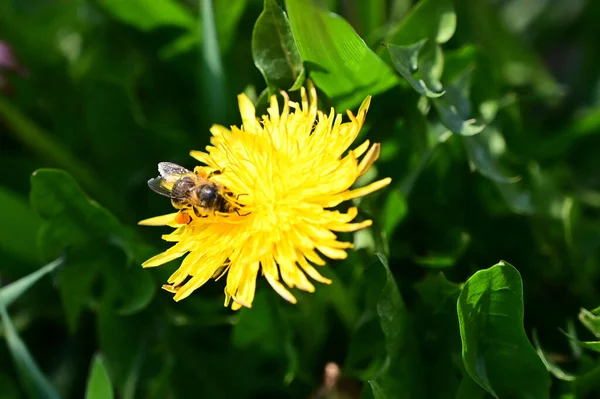 Belles Fleurs Poussant Dans Jardin Journée Ensoleillée Été — Photo