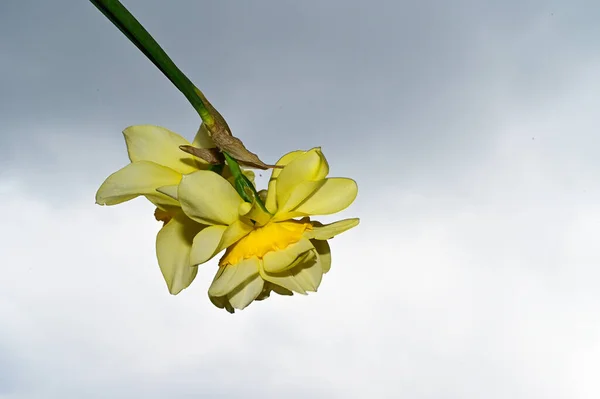 Красивые Нарциссы Фоне Неба Летняя Концепция Близкий Вид — стоковое фото