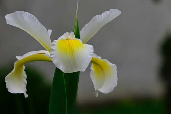 Bela Íris Crescendo Jardim Dia Ensolarado Verão — Fotografia de Stock