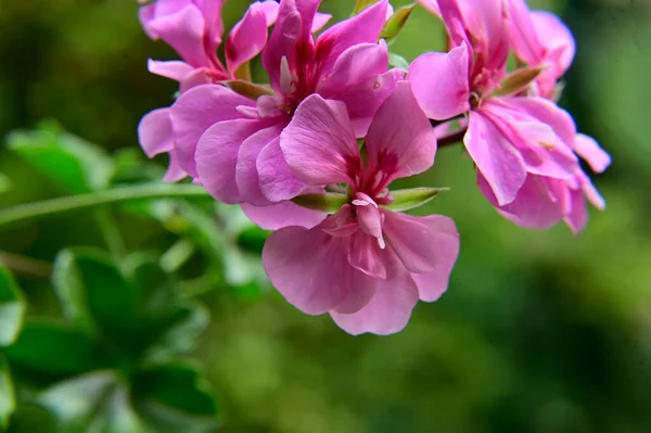 Hermosas Flores Jardín —  Fotos de Stock