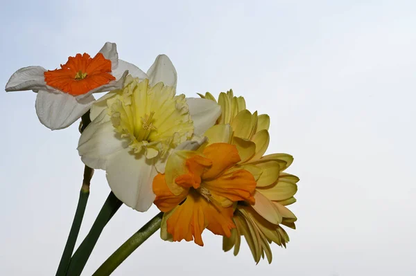 Beautiful Daffodil Gerbera Flowers Sky Background Summer Concept Close View — Stock Photo, Image