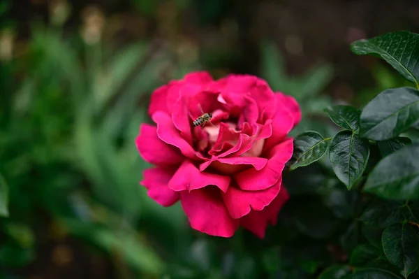 Hermosa Rosa Creciendo Jardín Verano Día Soleado —  Fotos de Stock