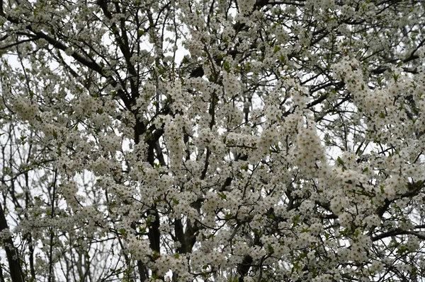 苹果树分枝 开白色美丽的花朵 春天概念 — 图库照片