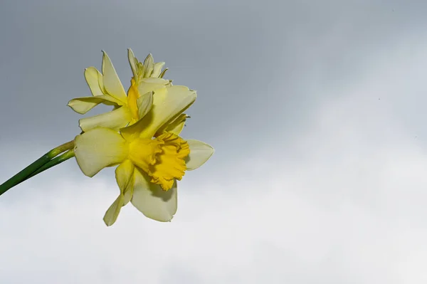 Hermosos Narcisos Fondo Del Cielo Concepto Verano Vista Cercana —  Fotos de Stock