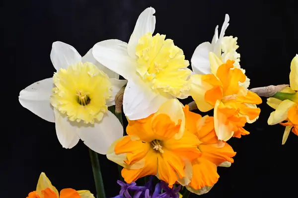 Krásné Narcisy Květiny Tmavém Pozadí Letní Koncept Zblízka — Stock fotografie