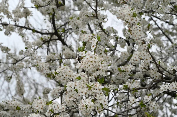 Apple Tree Branches White Beautiful Flowers Close Spring Concept — Stock Photo, Image