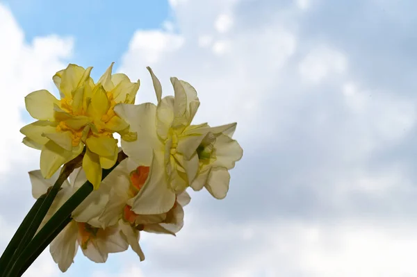 Hermosos Narcisos Fondo Del Cielo Concepto Verano Vista Cercana — Foto de Stock