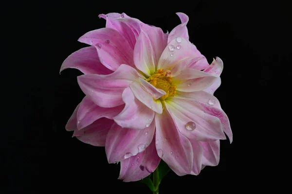 İnanılmaz pembe çiçekler siyah arka planda çiçek açar.