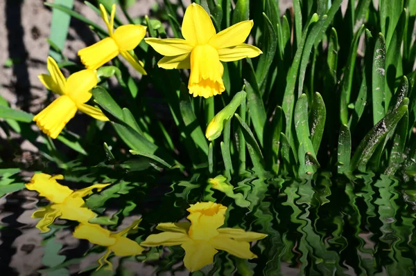 Belles Fleurs Jonquille Poussant Dans Jardin Journée Ensoleillée Été — Photo