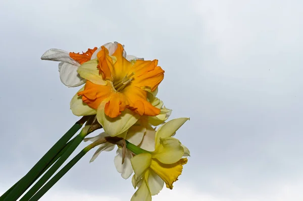 Beautiful Daffodils Sky Background Summer Concept Close View — Stock Photo, Image