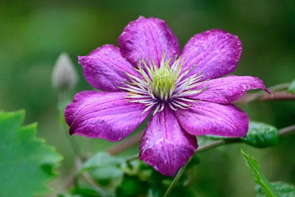 Bela Clematis Crescendo Jardim Verão Dia Ensolarado — Fotografia de Stock