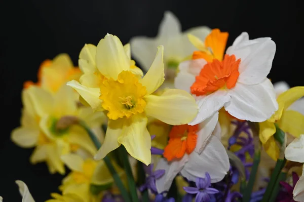 Hermosas Flores Narciso Sobre Fondo Oscuro Concepto Verano Vista Cercana —  Fotos de Stock