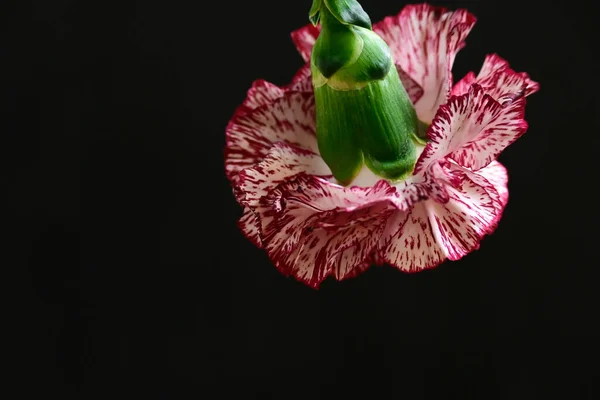 Hermoso Clavel Sobre Fondo Oscuro Concepto Verano Vista Cercana — Foto de Stock