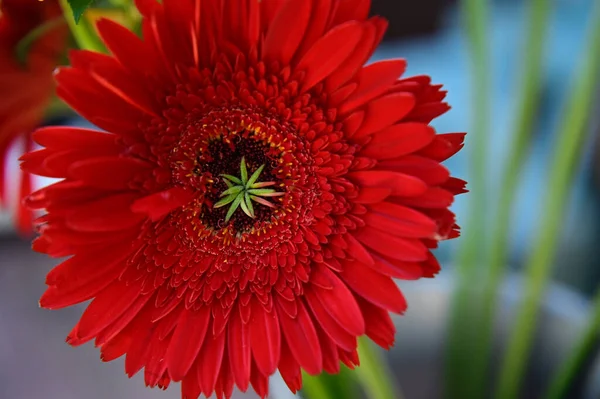 Güzel Gerbera Çiçeği Açık Havada Yetişiyor Yaz Konsepti Yakın Manzara — Stok fotoğraf