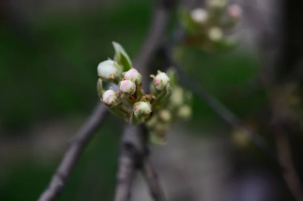 Ramos Macieira Com Botões Flores Brancas Bonitas Close Conceito Primavera — Fotografia de Stock