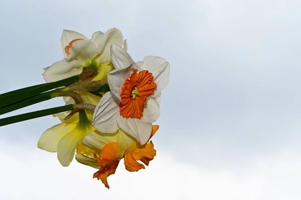 Krásné Narcisy Pozadí Oblohy Letní Koncept Zblízka — Stock fotografie
