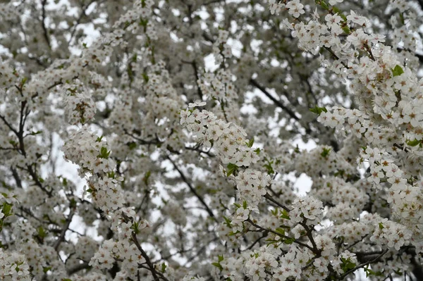 Ramas Manzano Con Hermosas Flores Blancas Primer Plano Concepto Primavera —  Fotos de Stock