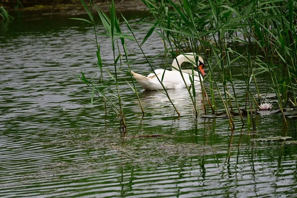 Krásná Bílá Labuť Plavání Vodní Hladině Jezera Letní Den — Stock fotografie