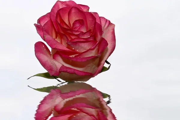 Belles Roses Sur Fond Ciel Concept Été Vue Rapprochée — Photo