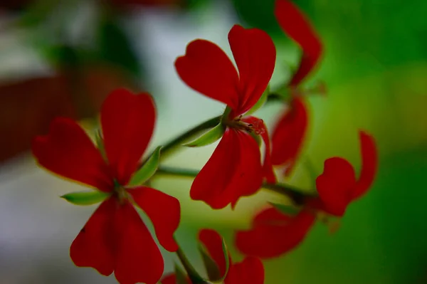 Vackra Blommor Xer Trã Dgã Rden Sommaren Solig Dag — Stockfoto