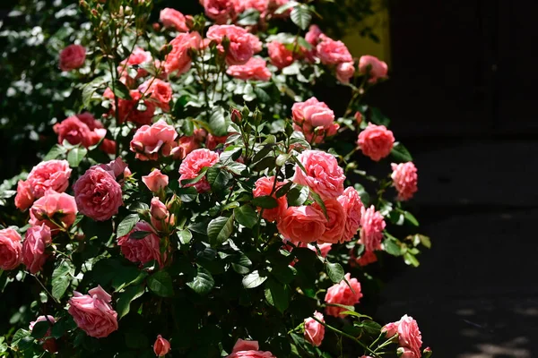 Hermosas Rosas Que Crecen Jardín Verano Día Soleado — Foto de Stock