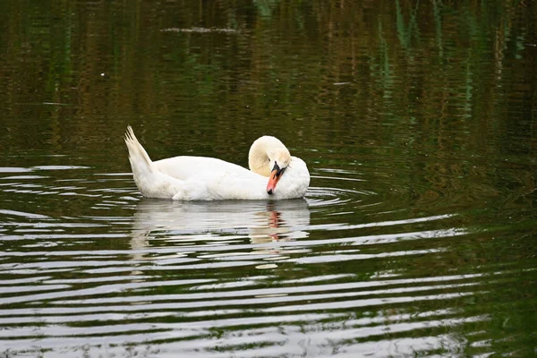 Bellissimo Cigno Bianco Che Nuota Sulla Superficie Dell Acqua Del — Foto Stock