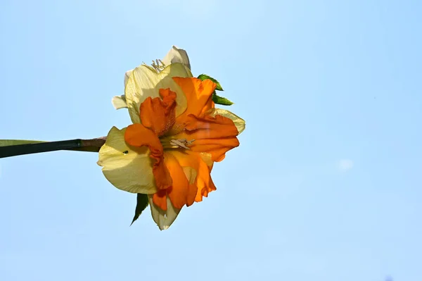 Hermoso Ramo Flores Sobre Fondo Azul Cielo —  Fotos de Stock