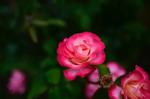 Hermosas Rosas Que Crecen Jardín Verano Día Soleado —  Fotos de Stock