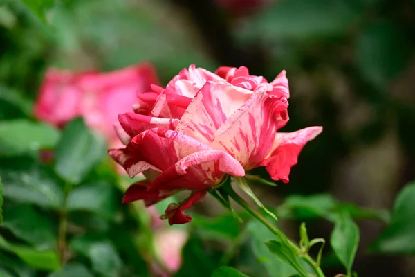 Bela Rosa Crescendo Jardim Verão Dia Ensolarado — Fotografia de Stock