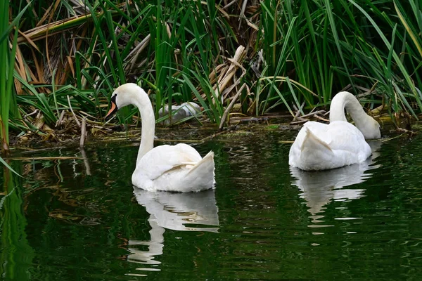 Hermosos Cisnes Blancos Nadando Superficie Del Agua Del Lago Día — Foto de Stock