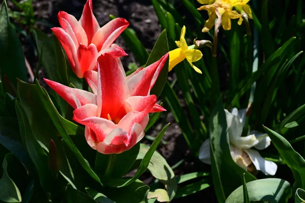 Belles Fleurs Tulipe Jonquille Poussant Dans Jardin Journée Ensoleillée Été — Photo