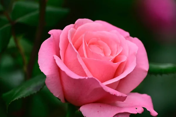 Hermosa Rosa Creciendo Jardín Verano Día Soleado —  Fotos de Stock