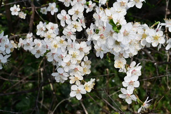 Branches Pommier Avec Belles Fleurs Blanches Gros Plan Concept Printemps — Photo