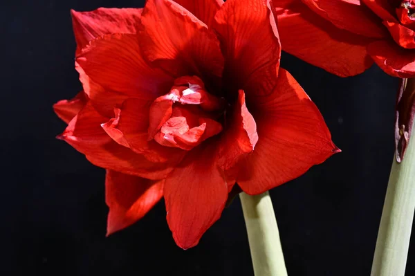 Flores Tenras Sobre Fundo Preto Perto — Fotografia de Stock