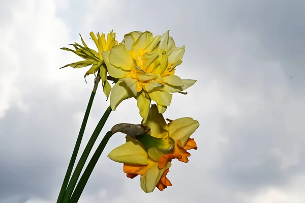 Mooie Narcissen Lucht Achtergrond Zomer Concept Close View — Stockfoto